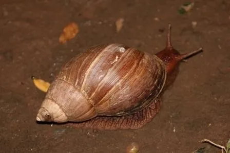 AT A SNAIL’S PACE… THE AFRICAN GIANT LAND SNAIL 4 | RETURN Africa African Giant Land Snail at Pafuri Camp, Makuleke Concession, northern Kruger National Park