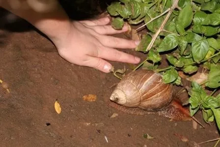 AT A SNAIL’S PACE… THE AFRICAN GIANT LAND SNAIL 2 | RETURN Africa snail 2.jpeg | RETURN Africa | AT A SNAIL’S PACE… THE AFRICAN GIANT LAND SNAIL
