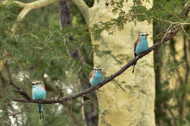 BIRD CHAT WITH WISEMAN 3 | RETURN Africa Racket-tailed Roller in the Makuleke Concession, Pafuri — one of Africa's great birding spectacles
