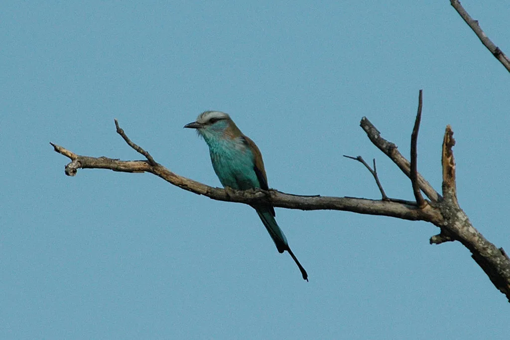 BIRD CHAT WITH WISEMAN 3 | RETURN Africa Racket Tailed Roller JT 2 1024x683 1.jpeg | RETURN Africa | BIRD CHAT WITH WISEMAN