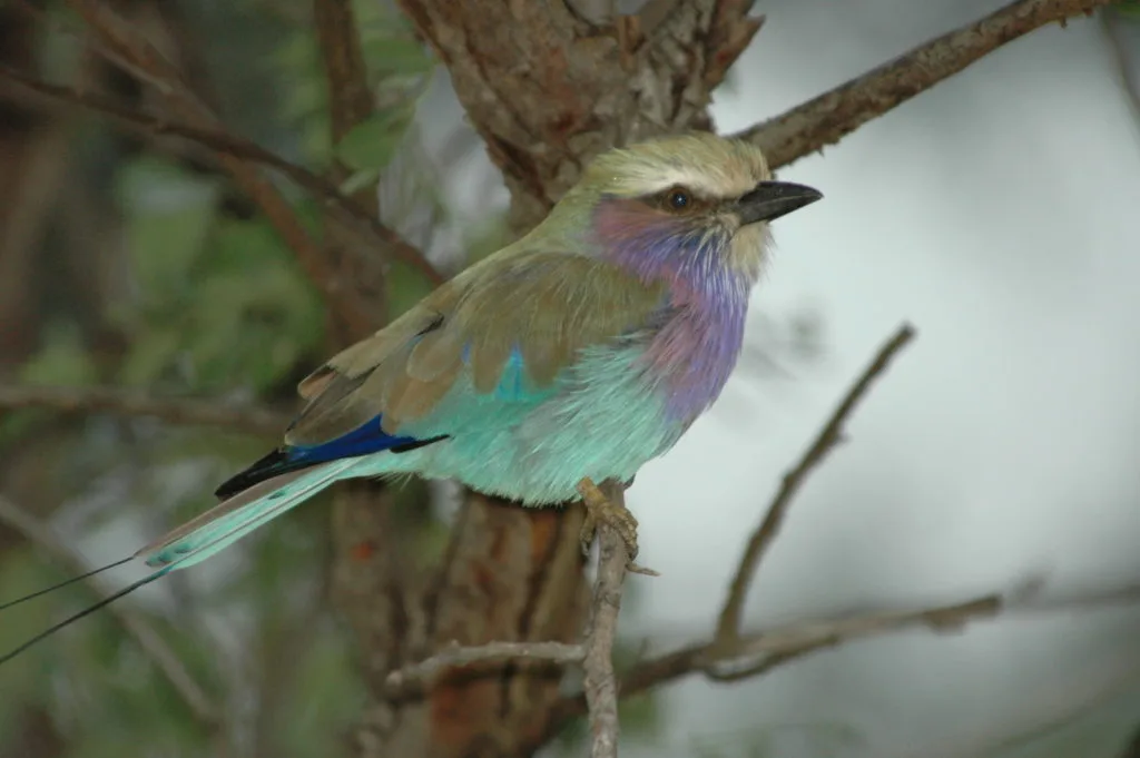 BIRD CHAT WITH WISEMAN 4 | RETURN Africa Racket Tailed Roller JT 3 1 1024x681 1.jpeg | RETURN Africa | BIRD CHAT WITH WISEMAN