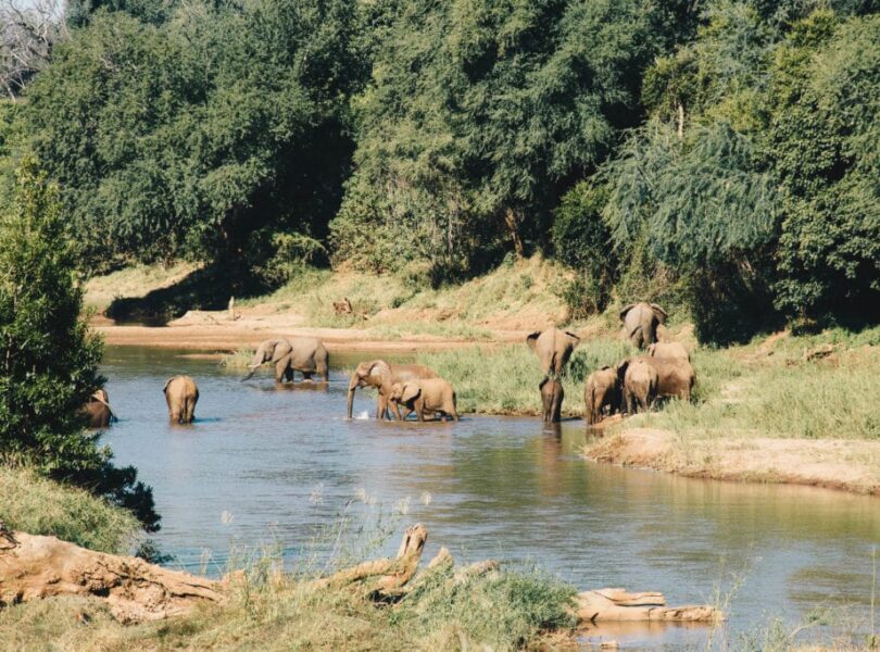 HOW ELEPHANTS KEEP COOL IN PAFURI 12 | RETURN Africa Elephant herd at the Luvuvhu River, Makuleke Concession, northern Kruger National Park