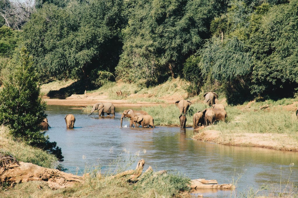 HOW ELEPHANTS KEEP COOL IN PAFURI 1 | RETURN Africa Elephant herd at the Luvuvhu River, Makuleke Concession, northern Kruger National Park