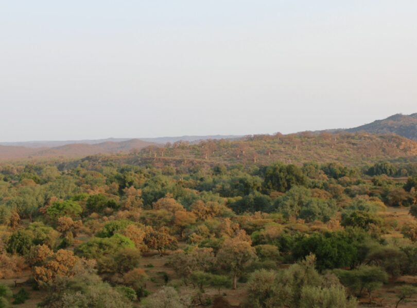 BUSH NEWS FROM RETURN AFRICA’S PAFURI CAMP 7 | RETURN Africa An aerial view of the Makuleke Concession, northern Kruger