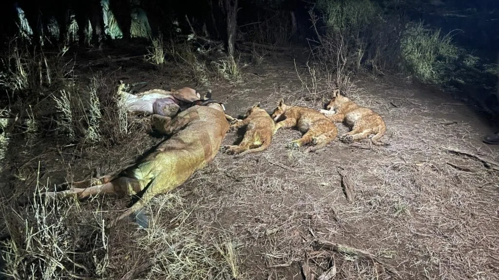 Lion released into the Makuleke Contract Park, northern Kruger