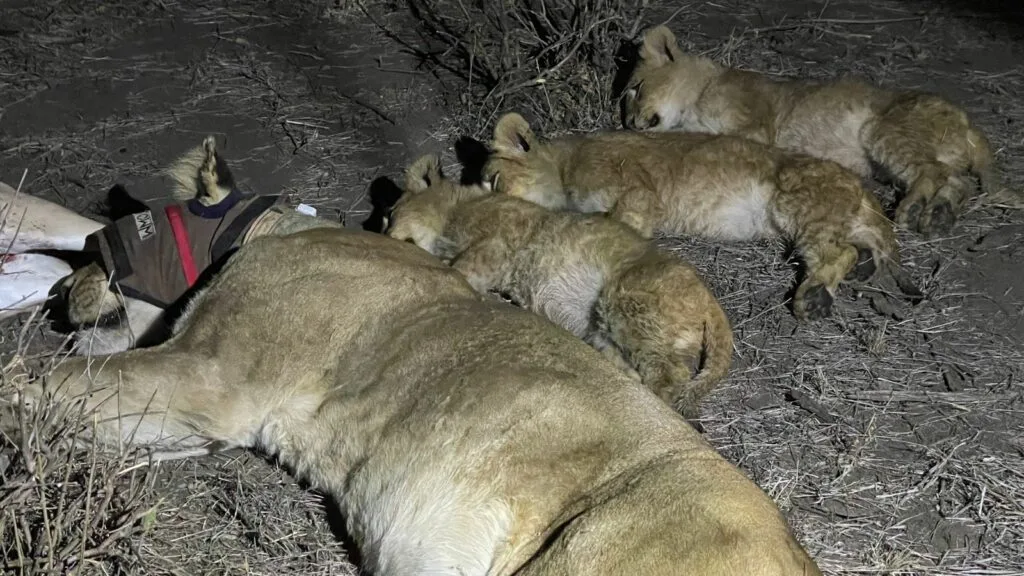 ReturnAfrica Lion Release 3 1024x576 1.jpeg | RETURN Africa | LIONS RELEASED IN PAFURI REGION OF KRUGER NATIONAL PARK