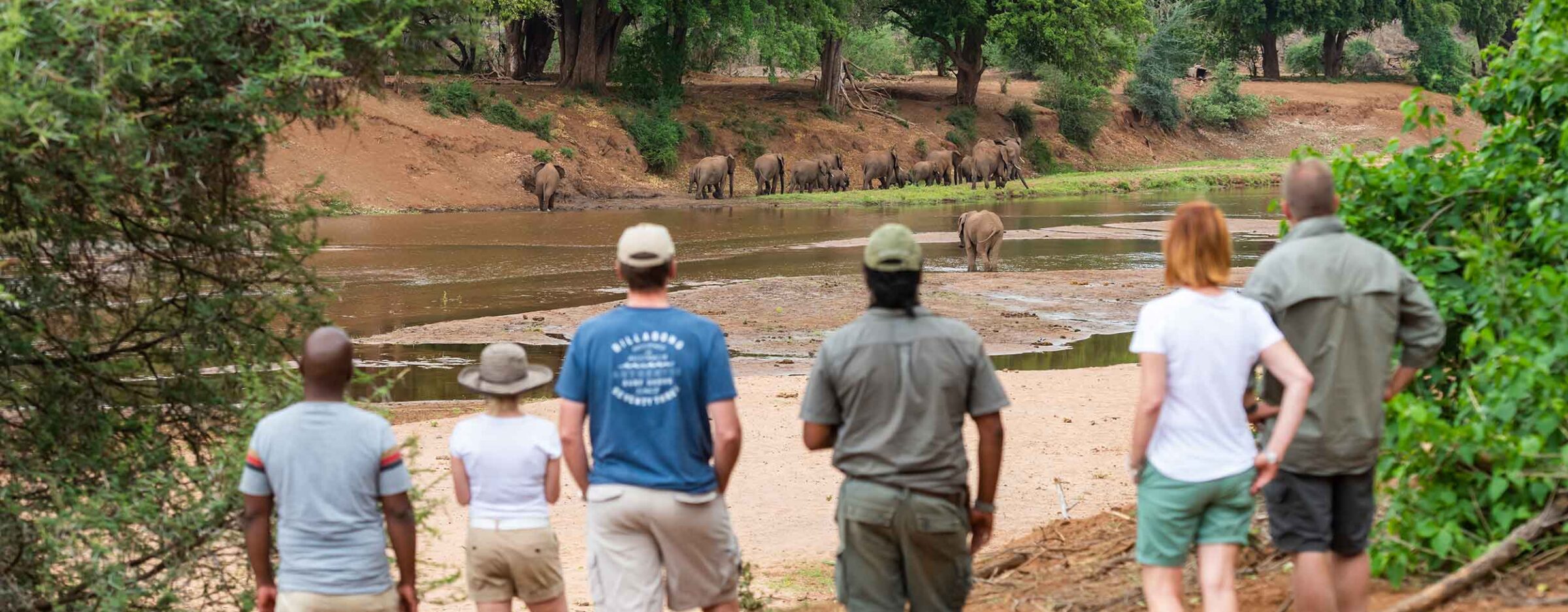 Header image walking safaris elephants