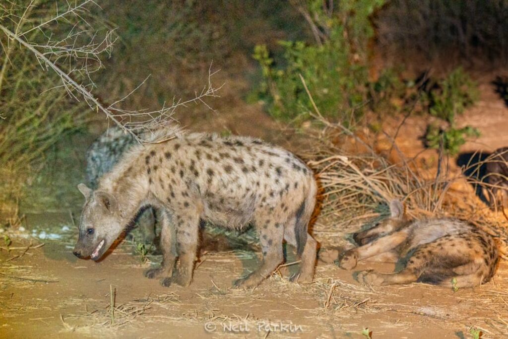 RETURN Africa Blog 30 | RETURN Africa | THE GIRL GANGS OF PAFURI EXPOSED - DISCOVERING THE MYSTERIES OF PAFURI'S HYENAS