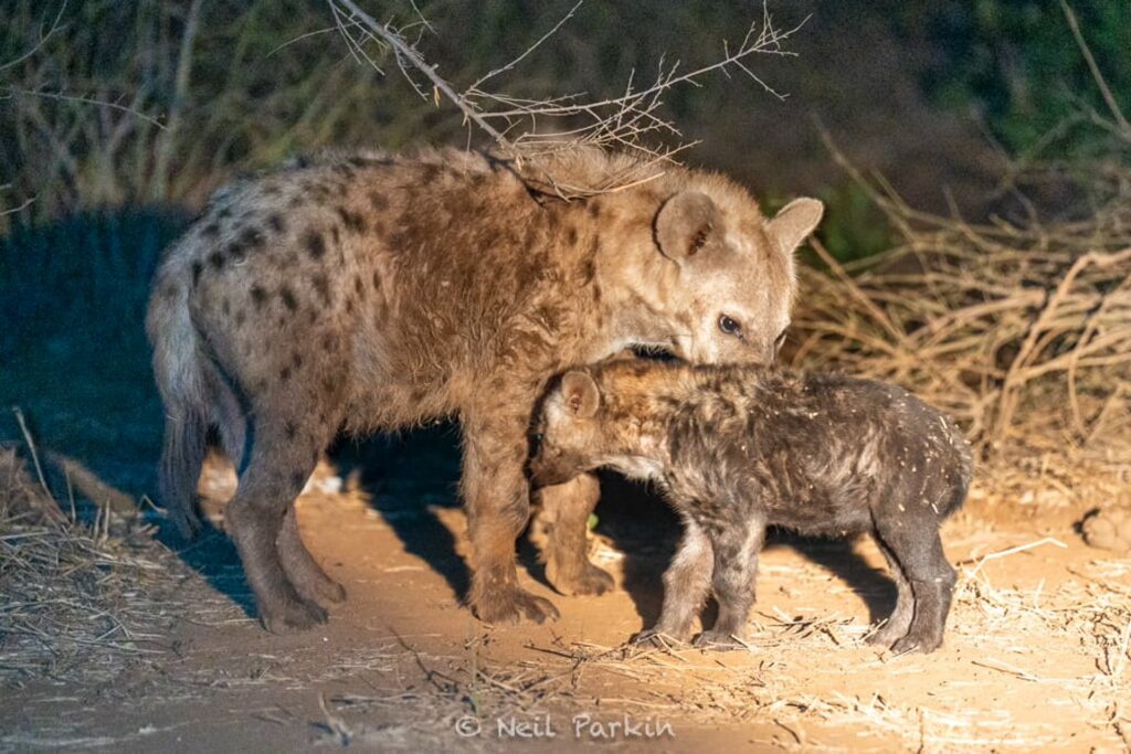 RETURN Africa Blog 31 | RETURN Africa | THE GIRL GANGS OF PAFURI EXPOSED - DISCOVERING THE MYSTERIES OF PAFURI'S HYENAS