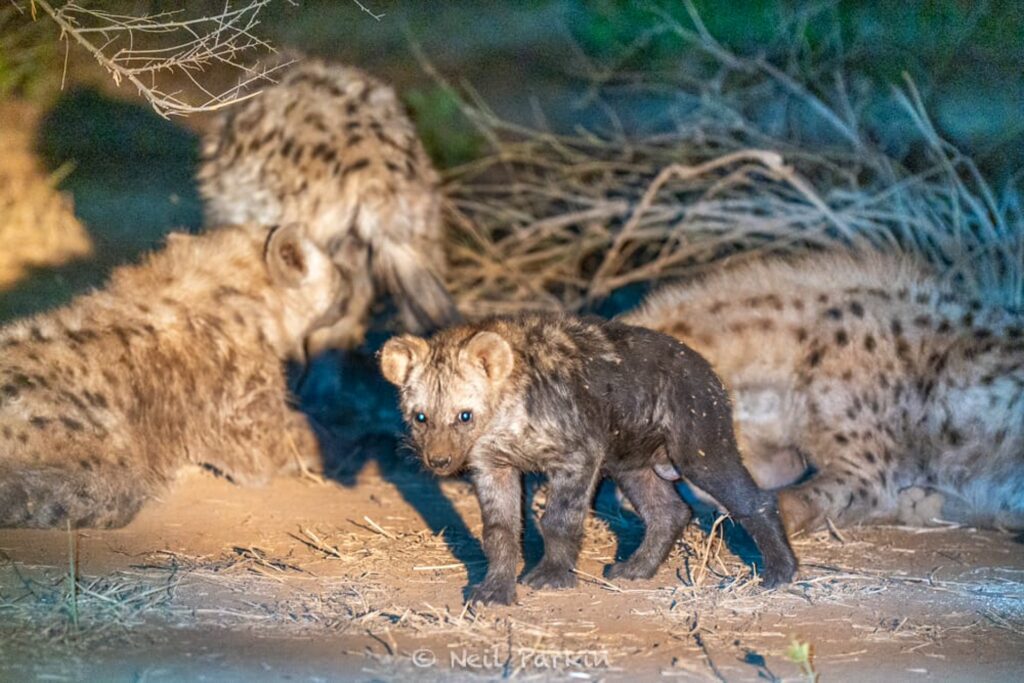 RETURN Africa Blog 32 | RETURN Africa | THE GIRL GANGS OF PAFURI EXPOSED - DISCOVERING THE MYSTERIES OF PAFURI'S HYENAS