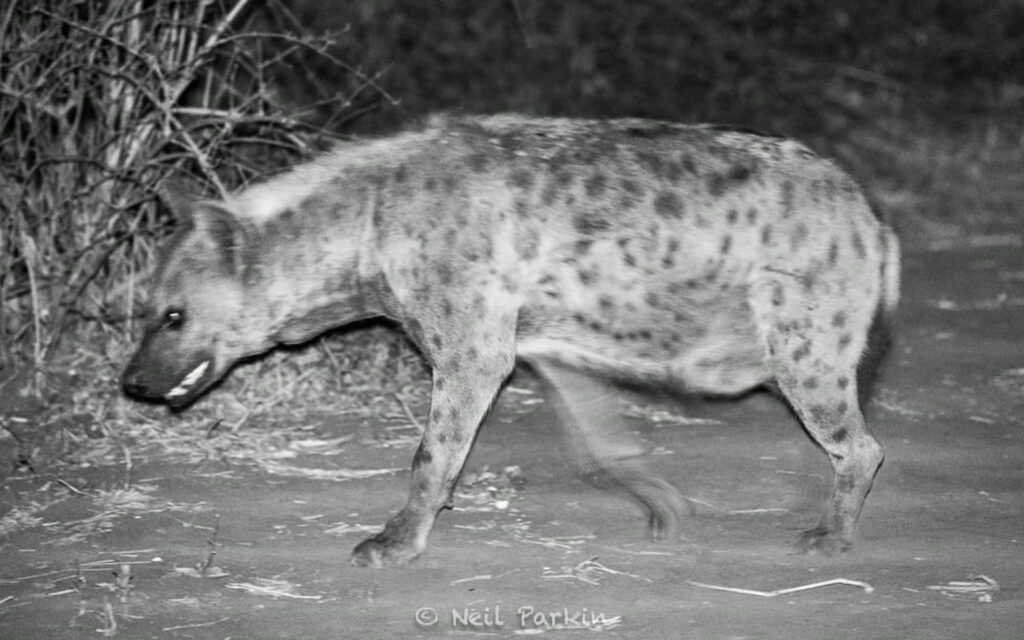 RETURN Africa Blog 35 | RETURN Africa | THE GIRL GANGS OF PAFURI EXPOSED - DISCOVERING THE MYSTERIES OF PAFURI'S HYENAS