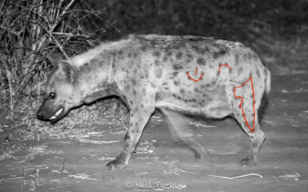 RETURN Africa Blog 36 | RETURN Africa | THE GIRL GANGS OF PAFURI EXPOSED - DISCOVERING THE MYSTERIES OF PAFURI'S HYENAS