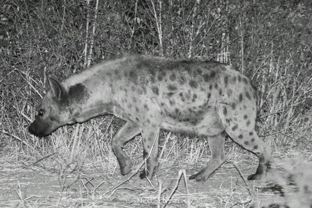 RETURN Africa Blog 37 | RETURN Africa | THE GIRL GANGS OF PAFURI EXPOSED - DISCOVERING THE MYSTERIES OF PAFURI'S HYENAS