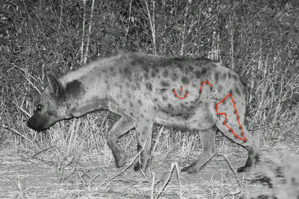 RETURN Africa Blog 38 | RETURN Africa | THE GIRL GANGS OF PAFURI EXPOSED - DISCOVERING THE MYSTERIES OF PAFURI'S HYENAS