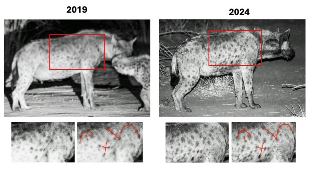 RETURN Africa Blog 39 | RETURN Africa | THE GIRL GANGS OF PAFURI EXPOSED - DISCOVERING THE MYSTERIES OF PAFURI'S HYENAS