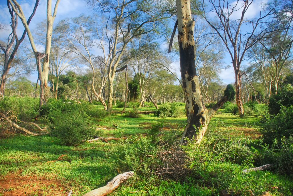 RETURN Africa Blog 43 | RETURN Africa | PAFURI’S GREEN SEASON: A VIBRANT SAFARI EXPERIENCE