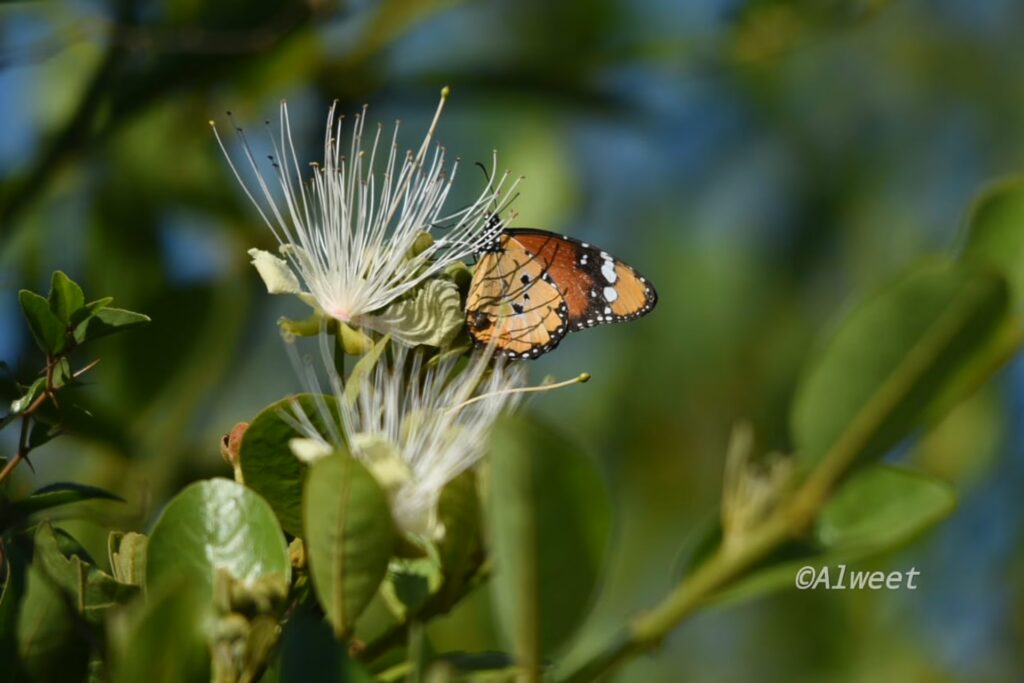 RETURN Africa Blog 44 | RETURN Africa | PAFURI’S GREEN SEASON: A VIBRANT SAFARI EXPERIENCE