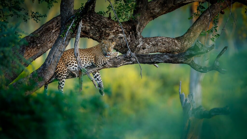 RETURN Africa Blog 45 | RETURN Africa | PAFURI’S GREEN SEASON: A VIBRANT SAFARI EXPERIENCE