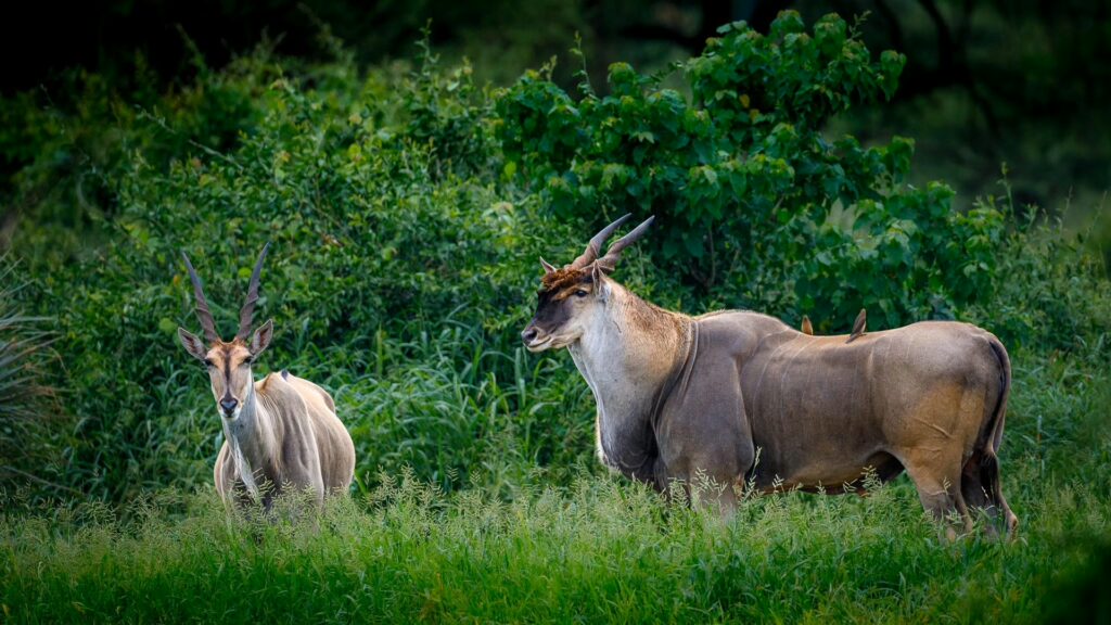 RETURN Africa Blog 47 | RETURN Africa | PAFURI’S GREEN SEASON: A VIBRANT SAFARI EXPERIENCE