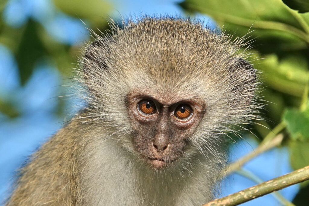 RETURN Africa Blog 51 | RETURN Africa | PAFURI’S GREEN SEASON: A VIBRANT SAFARI EXPERIENCE