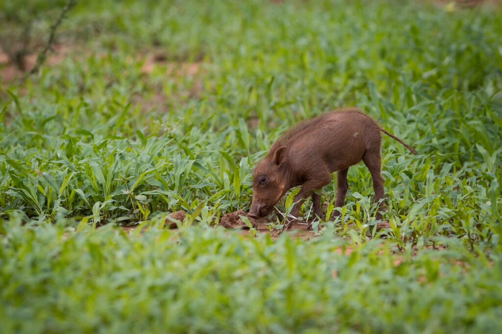 RETURN Africa Blog 52 | RETURN Africa | PAFURI’S GREEN SEASON: A VIBRANT SAFARI EXPERIENCE