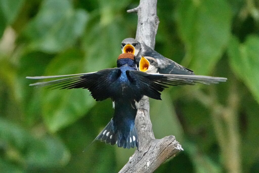 RETURN Africa Blog 53 | RETURN Africa | PAFURI’S GREEN SEASON: A VIBRANT SAFARI EXPERIENCE