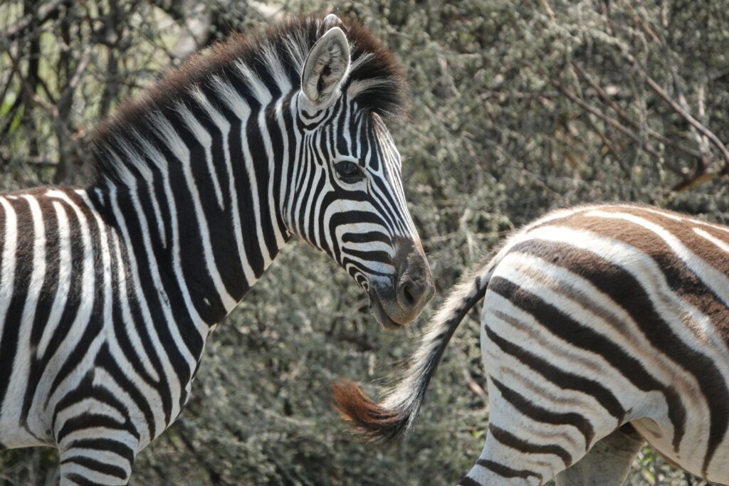 RETURN Africa Blog 54 | RETURN Africa | PAFURI’S GREEN SEASON: A VIBRANT SAFARI EXPERIENCE