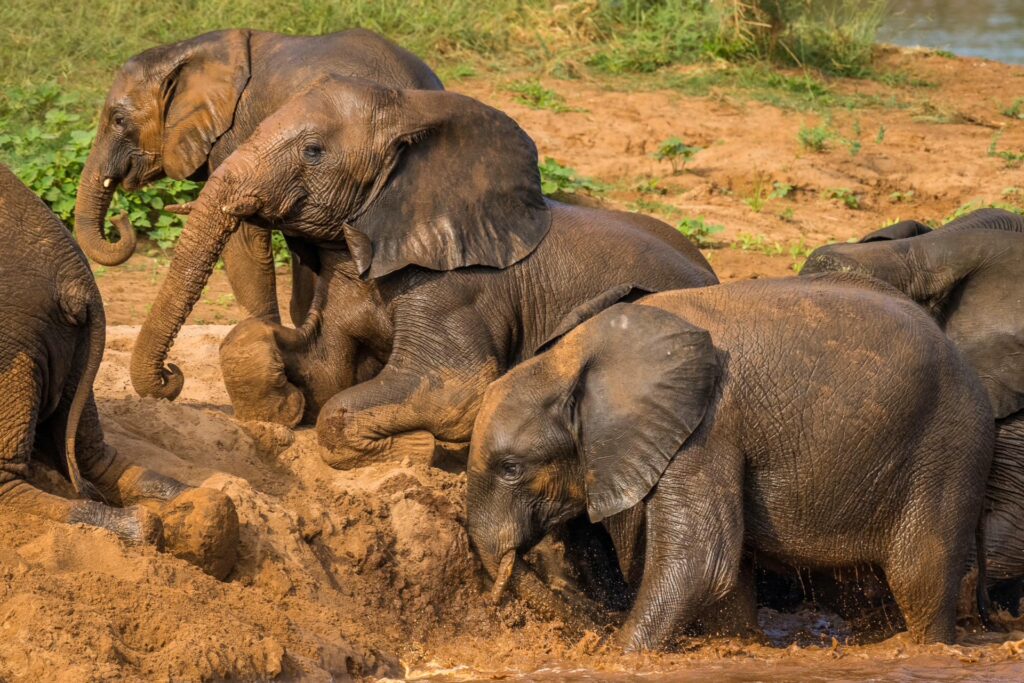 RETURN Africa Blog 55 | RETURN Africa | PAFURI’S GREEN SEASON: A VIBRANT SAFARI EXPERIENCE