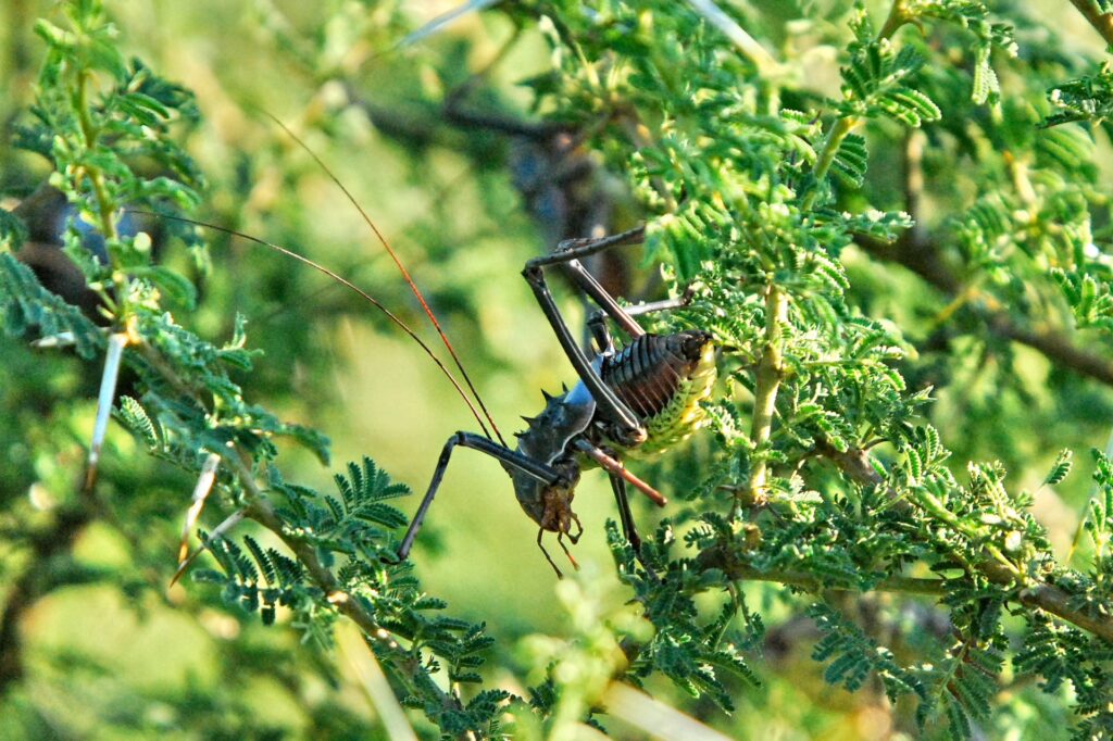RETURN Africa Blog 56 | RETURN Africa | PAFURI’S GREEN SEASON: A VIBRANT SAFARI EXPERIENCE