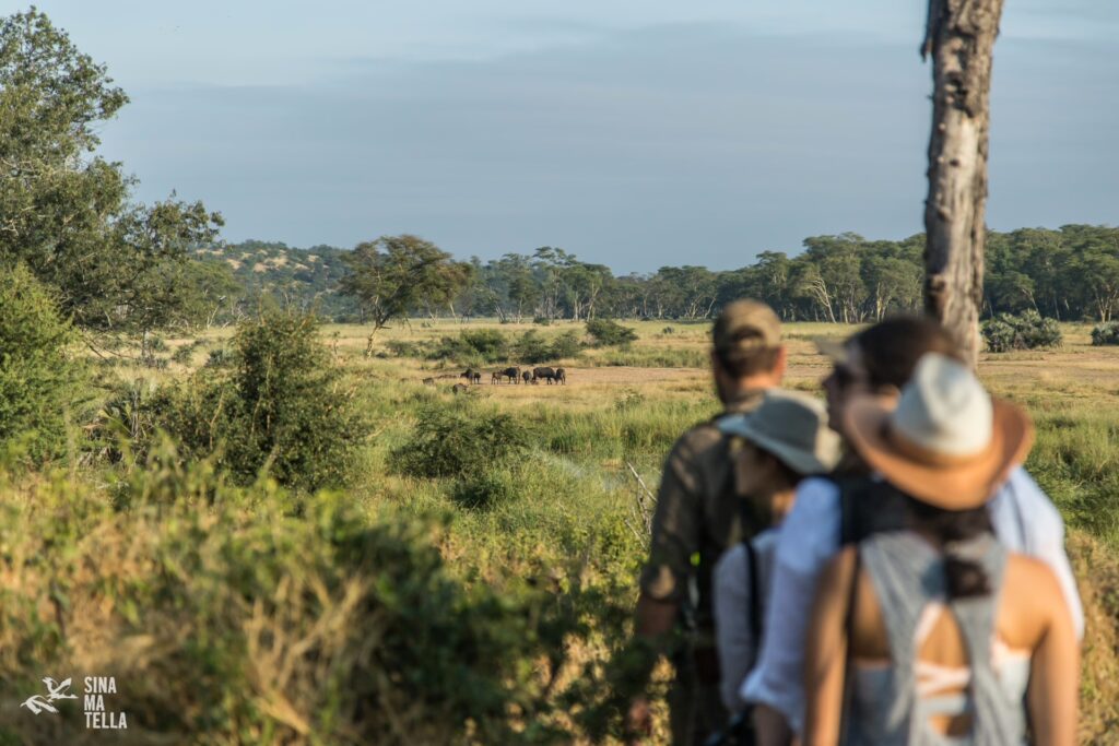 RETURN Africa Blog 57 | RETURN Africa | PAFURI’S GREEN SEASON: A VIBRANT SAFARI EXPERIENCE