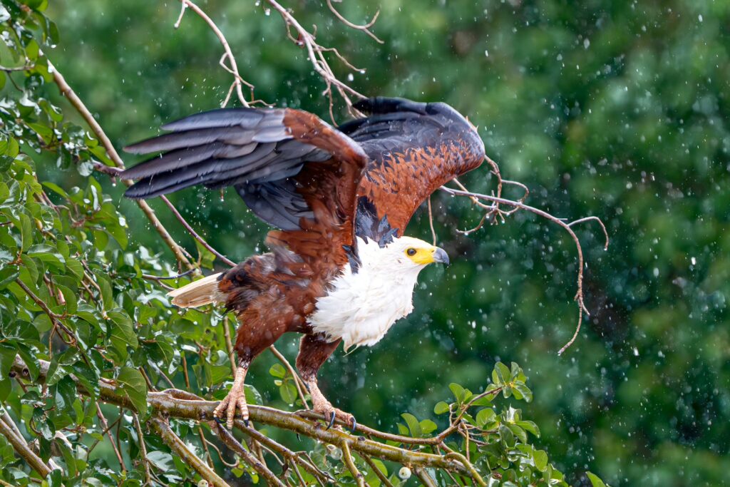 RETURN Africa Blog 58 | RETURN Africa | PAFURI’S GREEN SEASON: A VIBRANT SAFARI EXPERIENCE