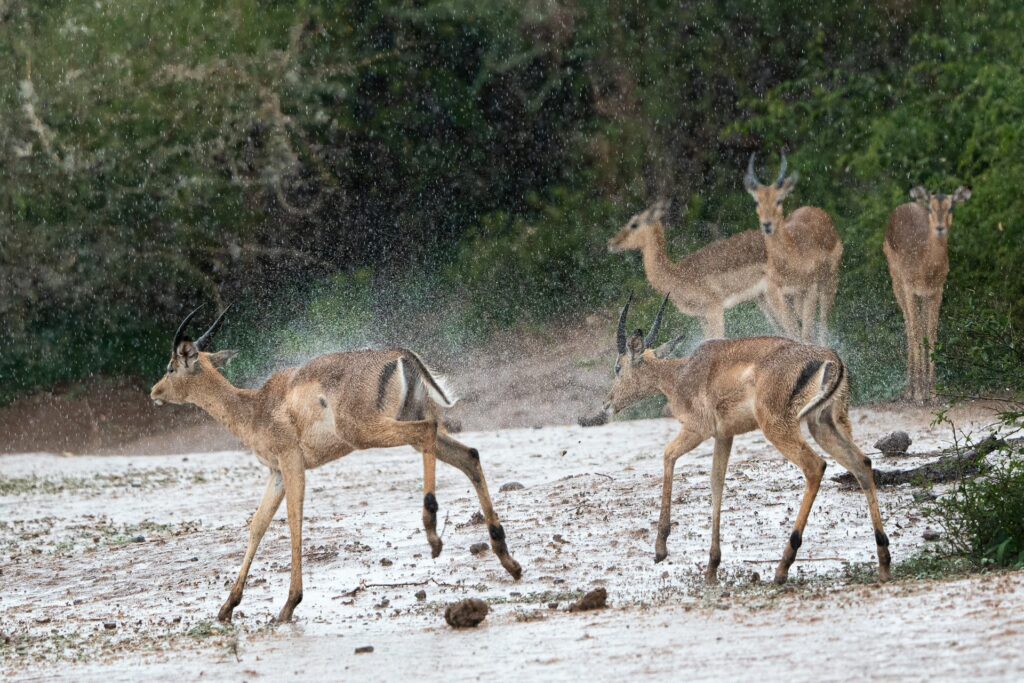 RETURN Africa Blog 59 | RETURN Africa | PAFURI’S GREEN SEASON: A VIBRANT SAFARI EXPERIENCE