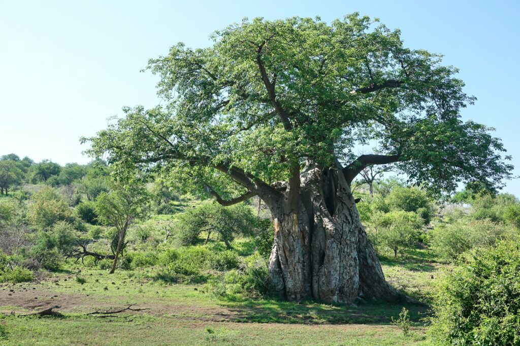 RETURN Africa Blog 6 | RETURN Africa | PAFURI’S GREEN SEASON: A VIBRANT SAFARI EXPERIENCE