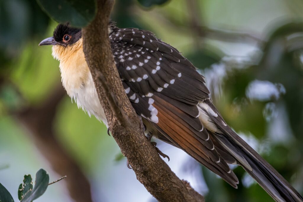 RETURN Africa Blog 60 | RETURN Africa | PAFURI’S GREEN SEASON: A VIBRANT SAFARI EXPERIENCE