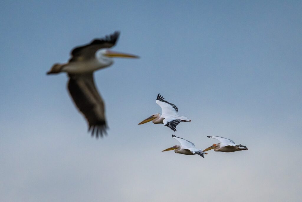 RETURN Africa Blog 61 | RETURN Africa | PAFURI’S GREEN SEASON: A VIBRANT SAFARI EXPERIENCE