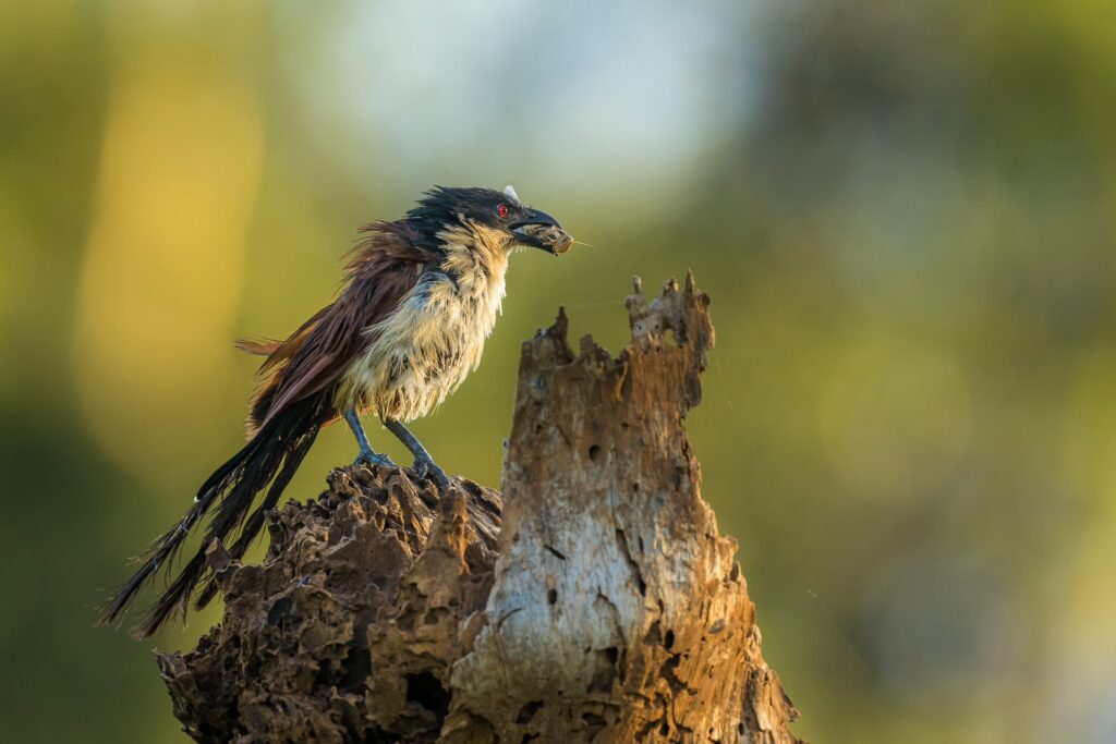 RETURN Africa Blog 62 | RETURN Africa | PAFURI’S GREEN SEASON: A VIBRANT SAFARI EXPERIENCE
