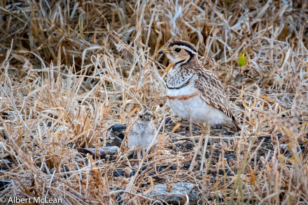 RETURN Africa Blog 63 | RETURN Africa | PAFURI’S GREEN SEASON: A VIBRANT SAFARI EXPERIENCE
