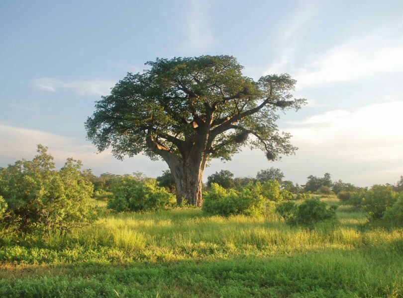 RETURN Africa Blog 65