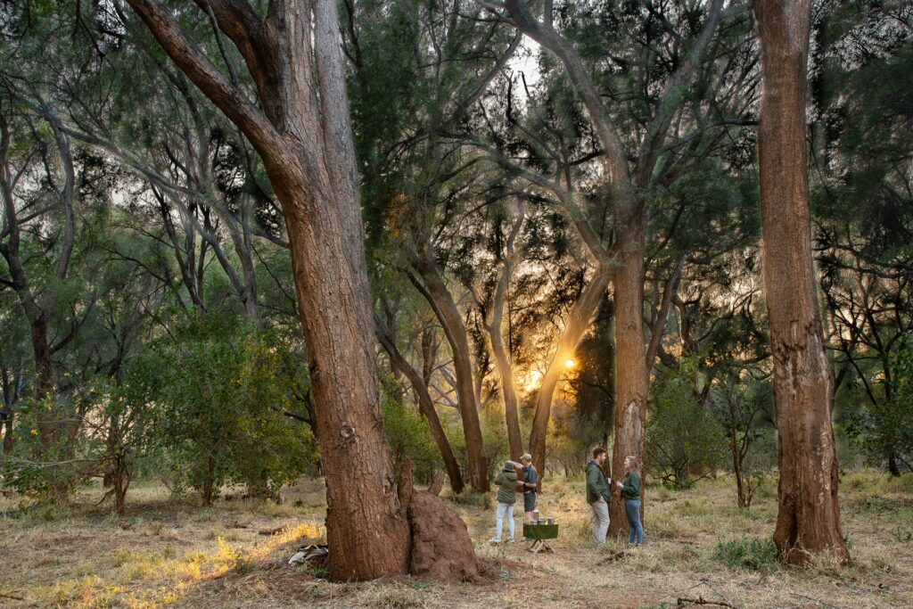 THE TREES OF PAFURI: PILLARS OF LIFE, HISTORY AND LEGEND BY HARALD VAN LENNEP 4 | RETURN Africa RETURN Africa Blog 67 | RETURN Africa | THE TREES OF PAFURI: PILLARS OF LIFE, HISTORY AND LEGEND BY HARALD VAN LENNEP