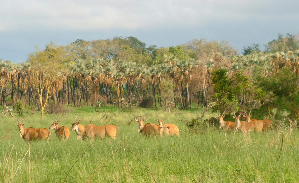 THE TREES OF PAFURI: PILLARS OF LIFE, HISTORY AND LEGEND BY HARALD VAN LENNEP 5 | RETURN Africa RETURN Africa Blog 68 | RETURN Africa | THE TREES OF PAFURI: PILLARS OF LIFE, HISTORY AND LEGEND BY HARALD VAN LENNEP
