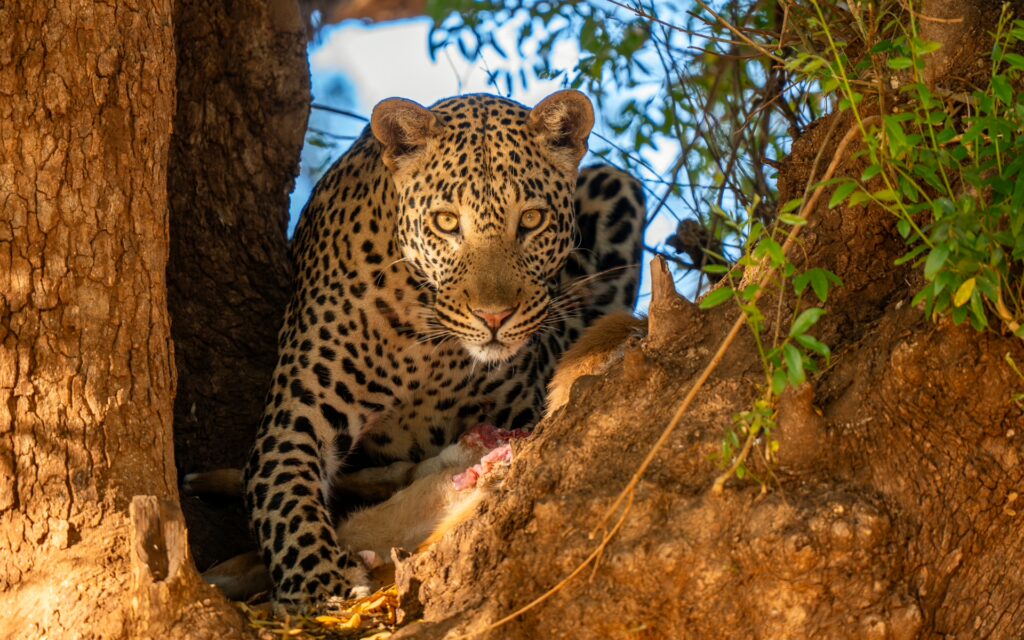THE TREES OF PAFURI: PILLARS OF LIFE, HISTORY AND LEGEND BY HARALD VAN LENNEP 7 | RETURN Africa RETURN Africa Blog 70 | RETURN Africa | THE TREES OF PAFURI: PILLARS OF LIFE, HISTORY AND LEGEND BY HARALD VAN LENNEP