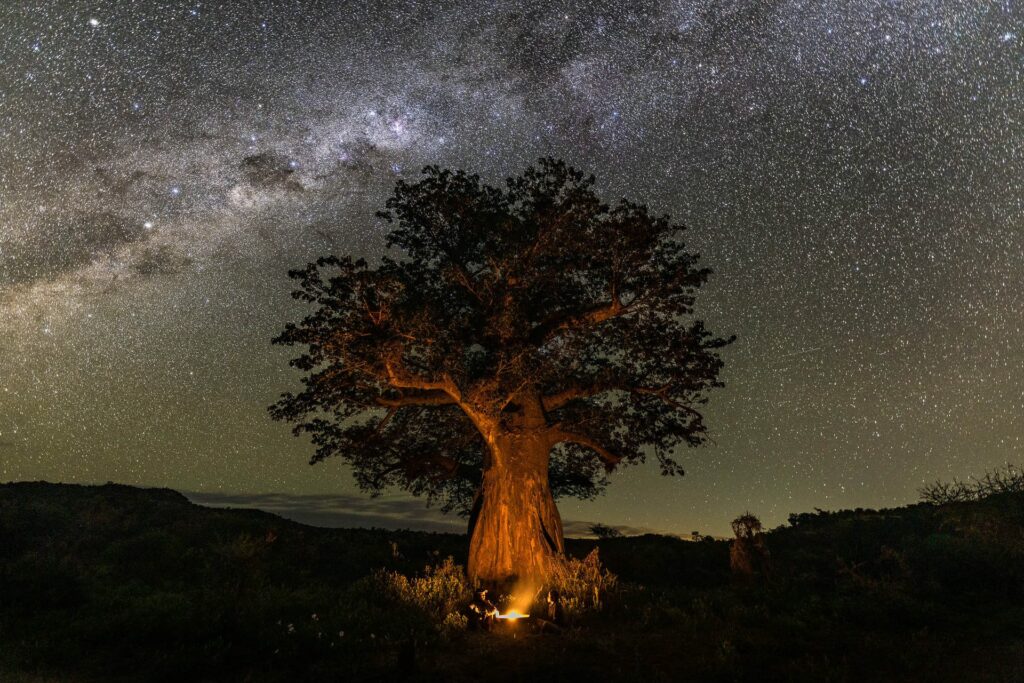 THE TREES OF PAFURI: PILLARS OF LIFE, HISTORY AND LEGEND BY HARALD VAN LENNEP 2 | RETURN Africa RETURN Africa Blog 71 | RETURN Africa | THE TREES OF PAFURI: PILLARS OF LIFE, HISTORY AND LEGEND BY HARALD VAN LENNEP