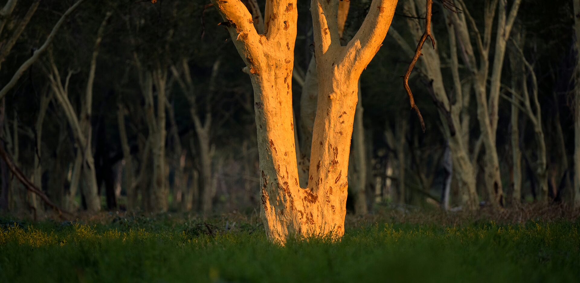 THE TREES OF PAFURI: PILLARS OF LIFE, HISTORY AND LEGEND BY HARALD VAN LENNEP 1 | RETURN Africa RETURN Africa Blog 72