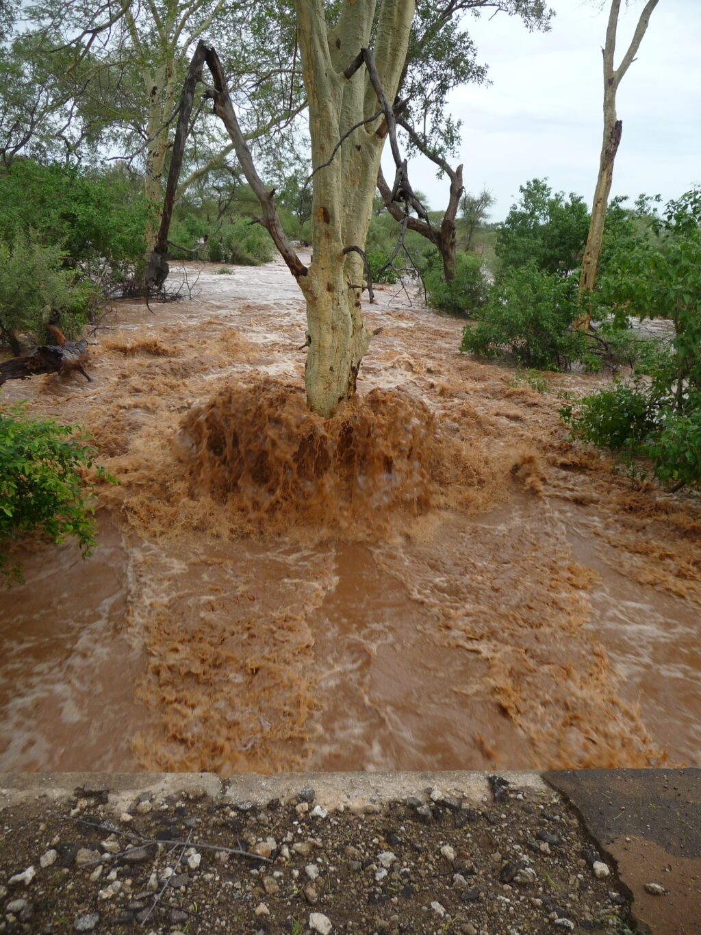 PAFURI: RAIN, RIVERS, FLOODS AND A RAMSAR WETLAND 13 | RETURN Africa RETURN Africa Blog 2 | RETURN Africa | PAFURI: RAIN, RIVERS, FLOODS AND A RAMSAR WETLAND