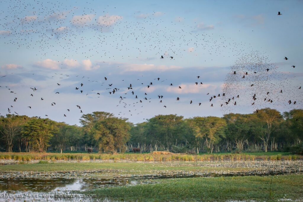 PAFURI: RAIN, RIVERS, FLOODS AND A RAMSAR WETLAND 4 | RETURN Africa RETURN Africa Blog 89 | RETURN Africa | PAFURI: RAIN, RIVERS, FLOODS AND A RAMSAR WETLAND