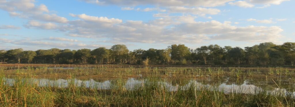 PAFURI: RAIN, RIVERS, FLOODS AND A RAMSAR WETLAND 15 | RETURN Africa RETURN Africa Blog 97 | RETURN Africa | PAFURI: RAIN, RIVERS, FLOODS AND A RAMSAR WETLAND