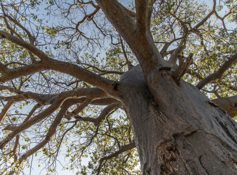 STEPPING INTO PAFURI: A PERSONAL REFLECTION 13 | RETURN Africa RETURN Africa Blog 112