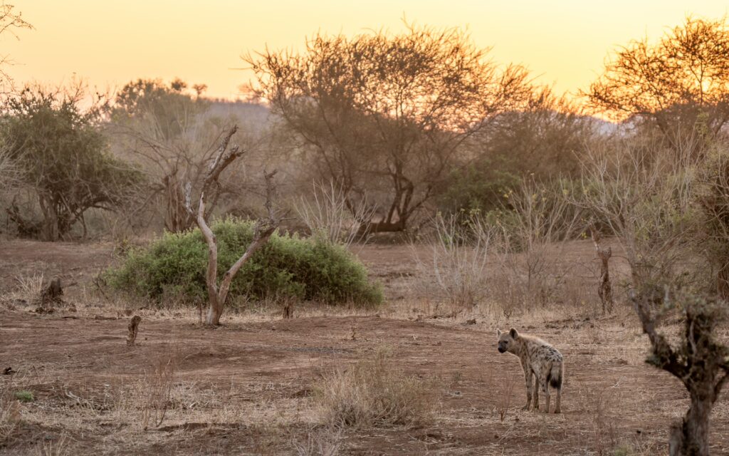 RETURN Africa Blog 10 | RETURN Africa | THE GIRL GANGS OF PAFURI EXPOSED - DISCOVERING THE MYSTERIES OF PAFURI'S HYENAS