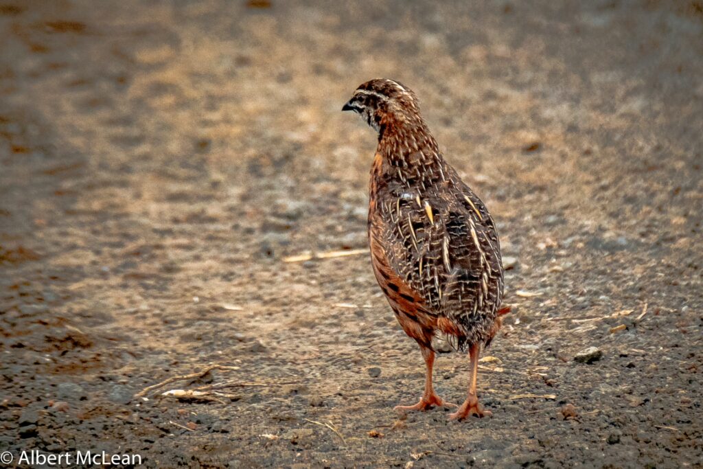 ON FOOT THROUGH NORTHERN KRUGER 13 | RETURN Africa RETURN Africa Blog 123 | RETURN Africa | ON FOOT THROUGH NORTHERN KRUGER