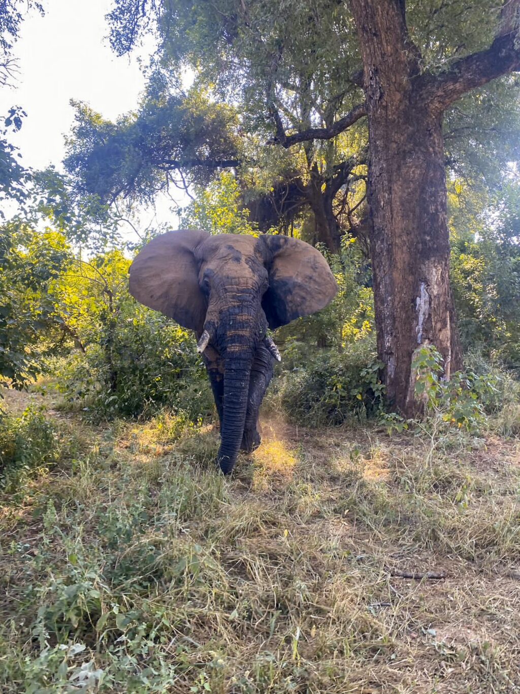 “DAD, CAN WE LIVE HERE?” – A FAMILY ESCAPE TO PAFURI CAMP 6 | RETURN Africa RETURN Africa Blog 137 | RETURN Africa | “DAD, CAN WE LIVE HERE?” – A FAMILY ESCAPE TO PAFURI CAMP